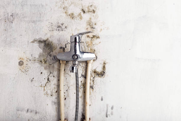  Hinsdale, IL Mold Removal Pros