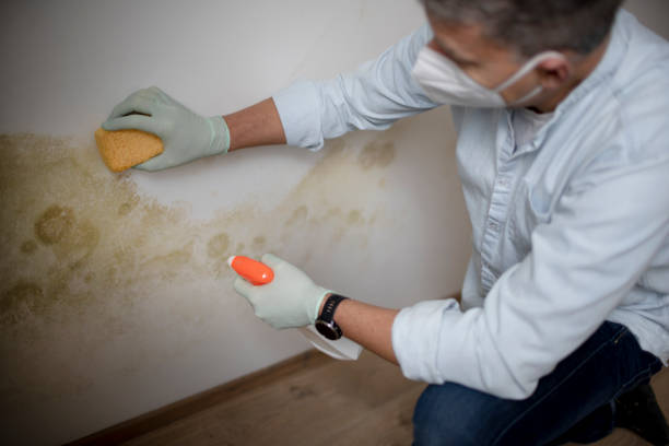 Best Mold Remediation Experts  in Hinsdale, IL