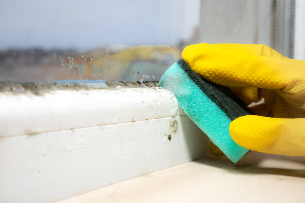 Best Toxic Mold Removal  in Hinsdale, IL