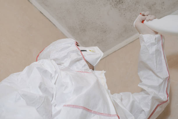 Best Residential Mold Removal  in Hinsdale, IL