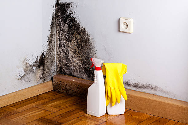 Best Emergency Mold Removal  in Hinsdale, IL