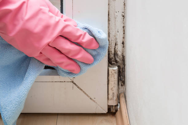Best Black Mold Removal  in Hinsdale, IL